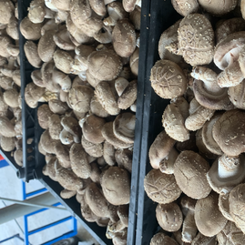 河北承德平泉市東輝食用農(nóng)產(chǎn)品鮮香菇