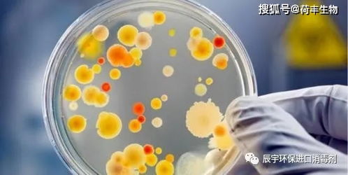 戚風蛋糕檢測不合格原因是什么 菌落總數,霉菌