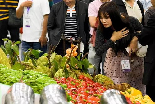 攜手共建 菜籃子 德陽海南將實現 互補式 供菜