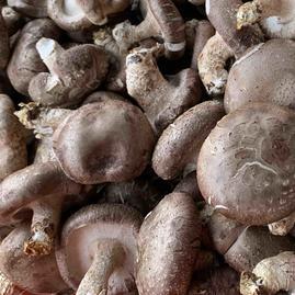 河北承德平泉市東輝食用農(nóng)產(chǎn)品鮮香菇