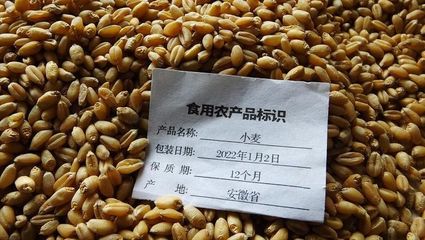 小麥"大掉價(jià)"!河南小麥突迎"妖風(fēng)"!附:5月16日小麥價(jià)格