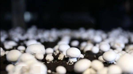 東安:農(nóng)產(chǎn)品“帶碼上市” 食用安全有保障