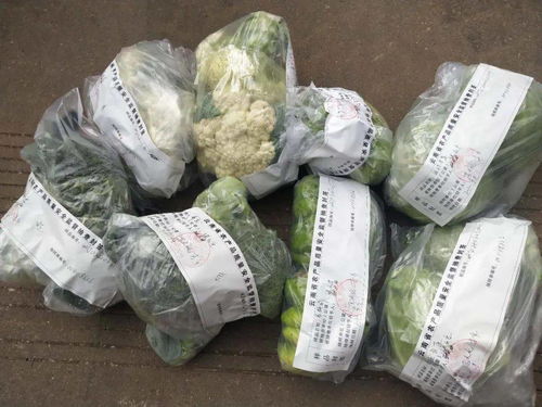 工作動態(tài) 五華開展年度第七次產地農產品 蔬菜 水果 質量安全監(jiān)督抽檢