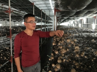 朱口鎮(zhèn):草菇種植托舉鄉(xiāng)村致富夢(mèng)