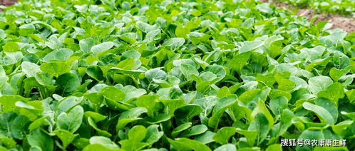 重慶建立首個村級農產品質量安全監(jiān)管站