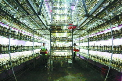 衢州市翔龍農業(yè)栽培豬肚菇噴淋用水經過反滲透膜過濾_中國膜工業(yè)協(xié)會