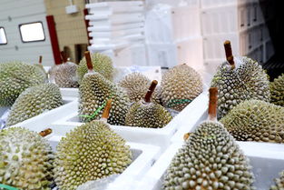 榴蓮控 前10月廣東口岸進(jìn)口榴蓮超50億元