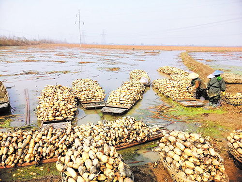 湖北鮮活農(nóng)產(chǎn)品外銷(xiāo)受阻,農(nóng)業(yè)農(nóng)村部和兄弟省份伸援手