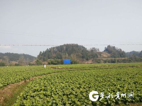 貴州工藝品銷(xiāo)售 文化賦能經(jīng)濟(jì)，傳統(tǒng)手工藝煥發(fā)新生機(jī)