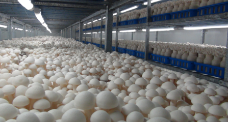 線上線下雙線并進 灌南助力工藝品企業(yè)產(chǎn)銷“加速度”